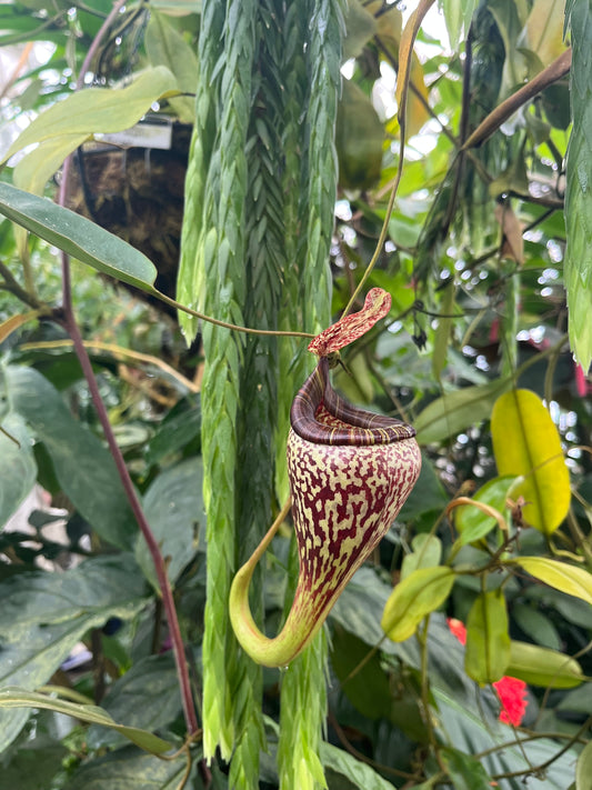 Nepenthes vogelii 10cm