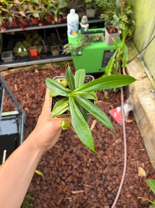 Nepenthes bellii (BE-3026) 15cm