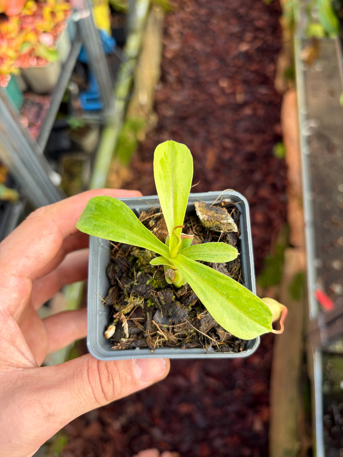 Nepenthes x ventrata ‚little variegata‘