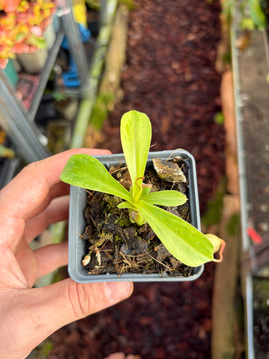 Nepenthes x ventrata ‚little variegata‘