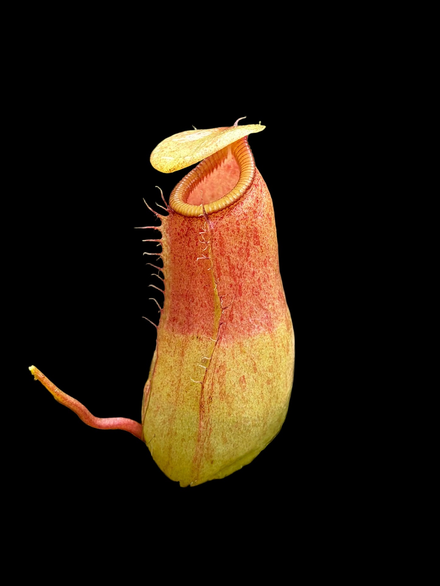 Nepenthes ventricosa x sibuyanensis 7 cm