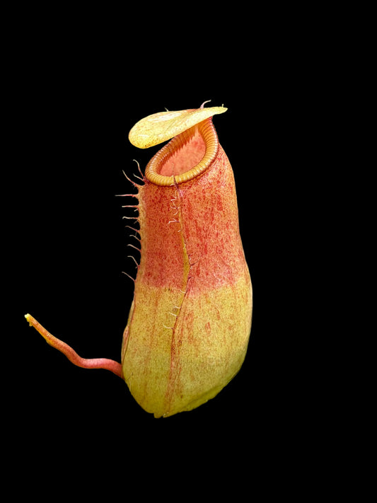 Nepenthes ventricosa x sibuyanensis 15cm