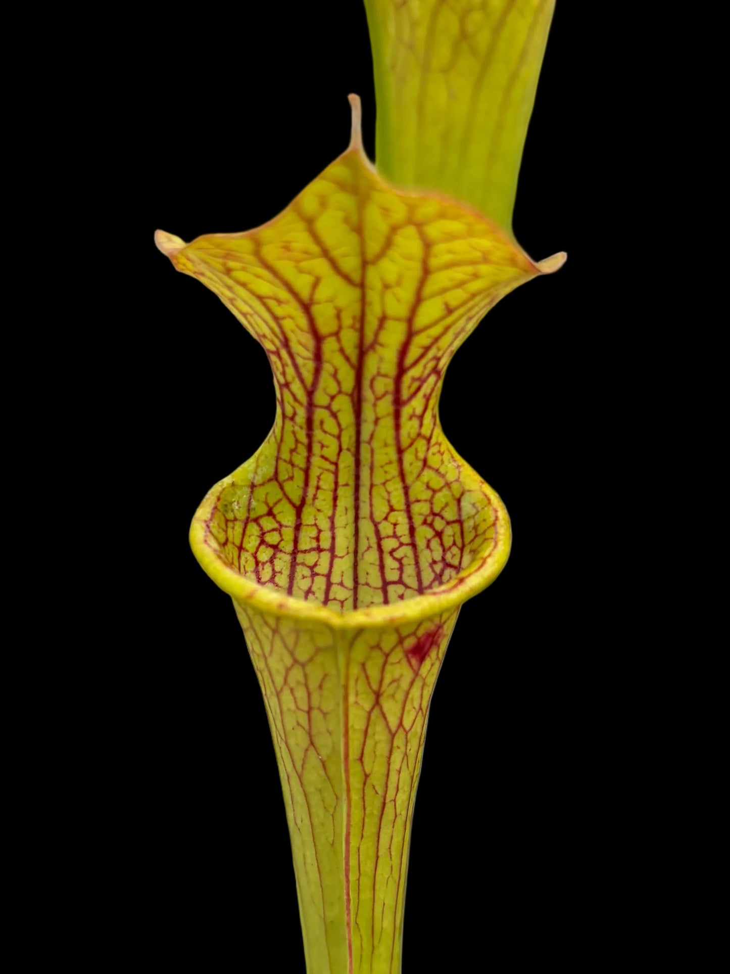 Sarracenia flava hybrid 'veiny thing'