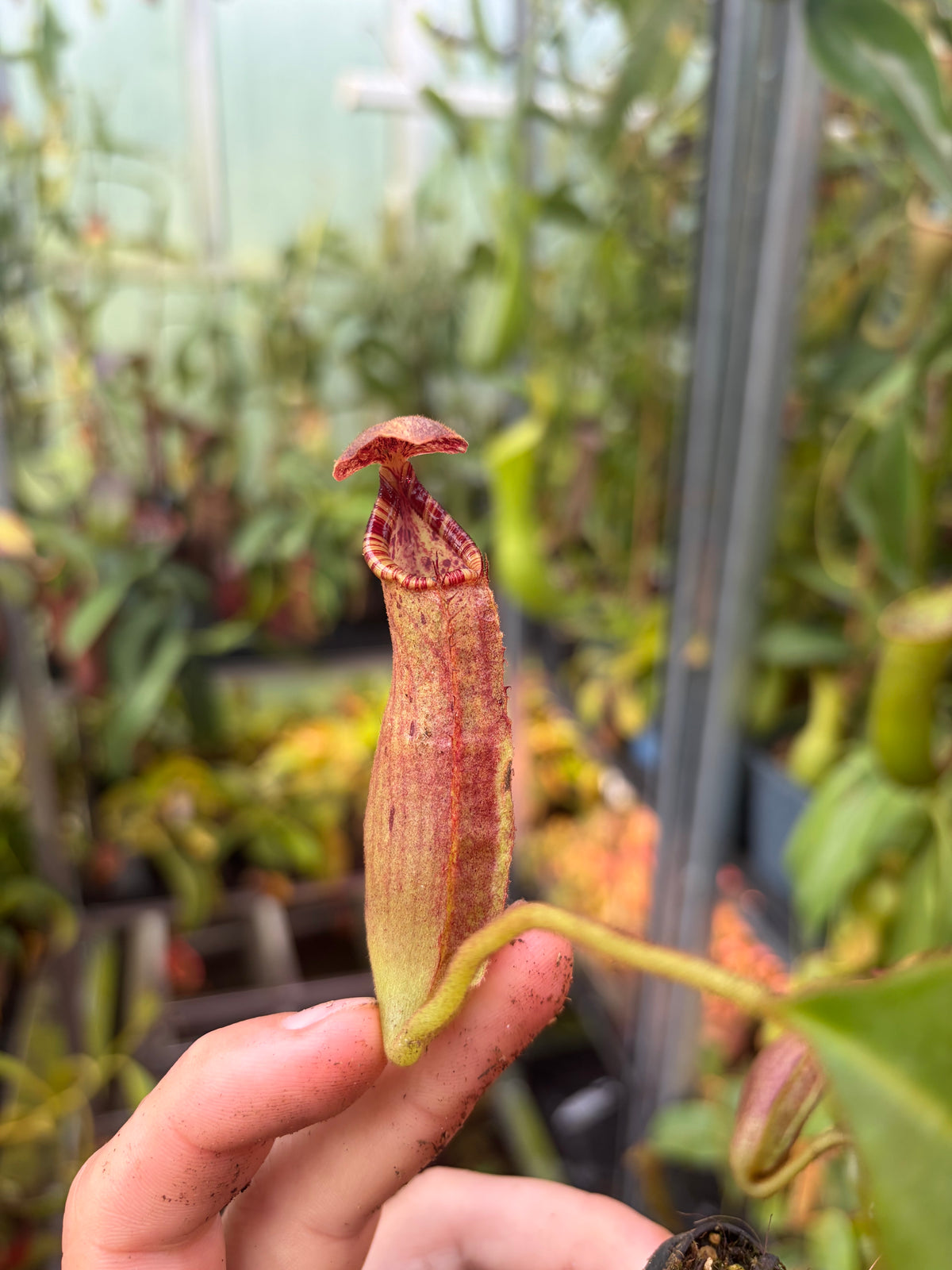 Nepenthes (eymae x clipeata) x trusmadiensis 10cm