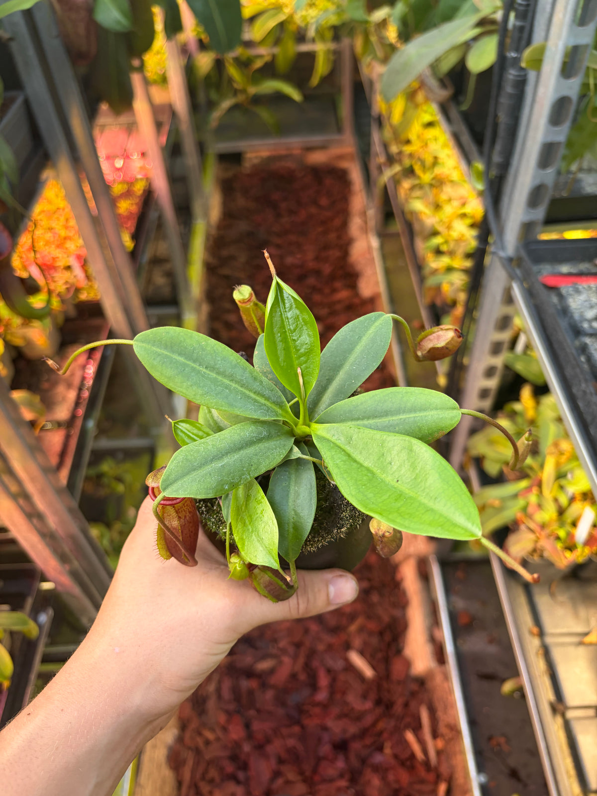 Nepenthes mira 10cm