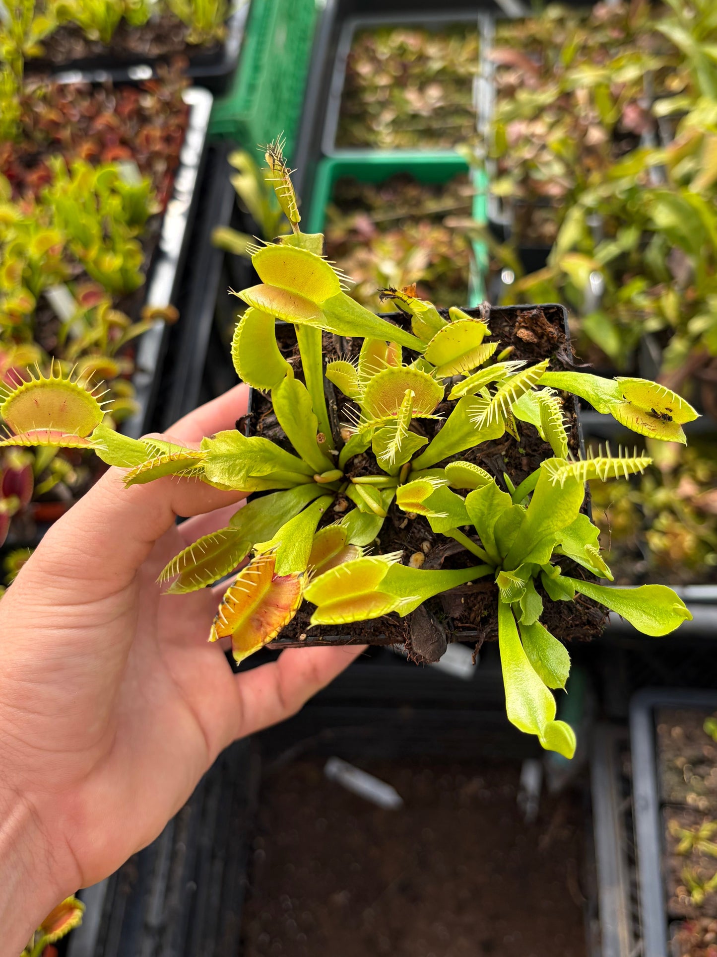 Dionaea muscipula 'cheerleader'