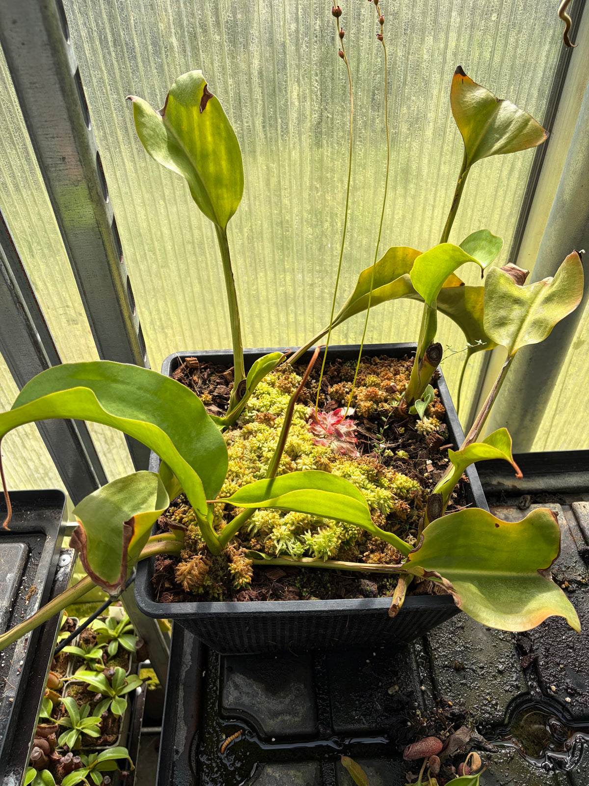 Nepenthes lowii x truncata ‚squat‘ EP ‚female - rooted cutting‘