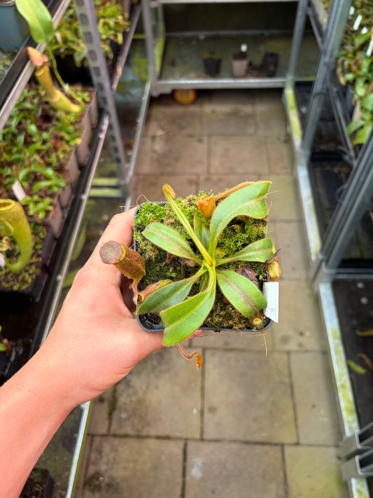 Nepenthes (veitchii x lowii) x (mollis x veitchii) 10cm