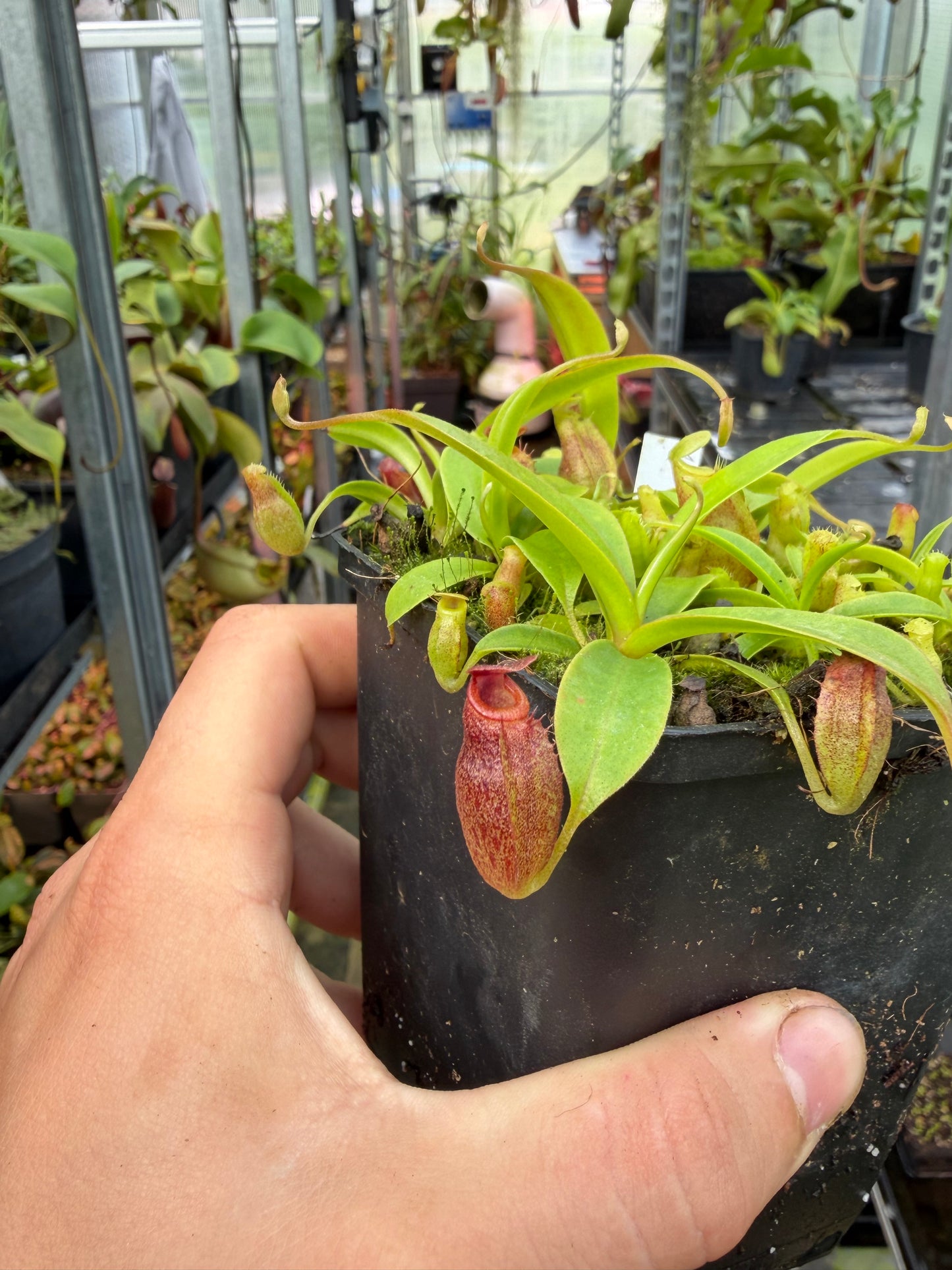 Nepenthes flava x (izumiae x inermis)