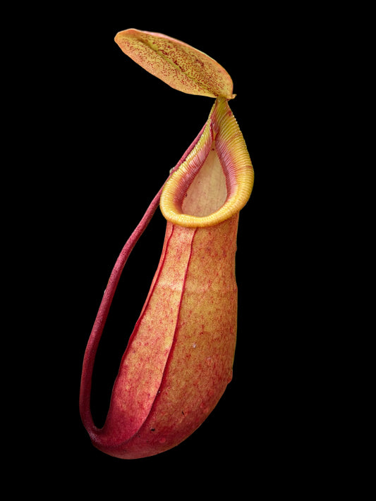 Nepenthes mirabilis hybrid 40cm