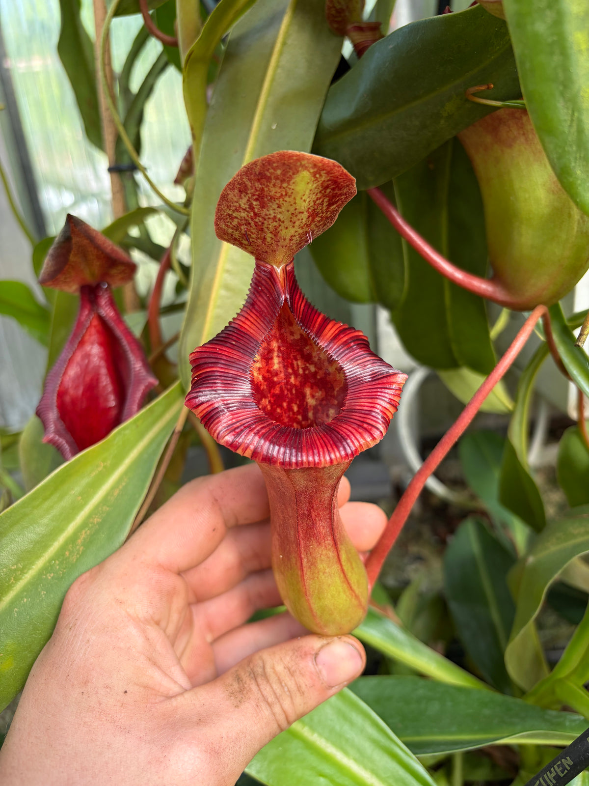 Nepenthes lowii x ventricosa 10cm