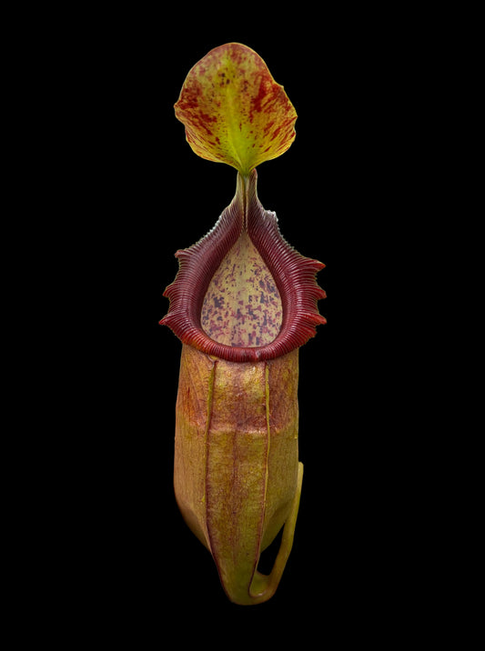 Nepenthes bongso ‚female‘