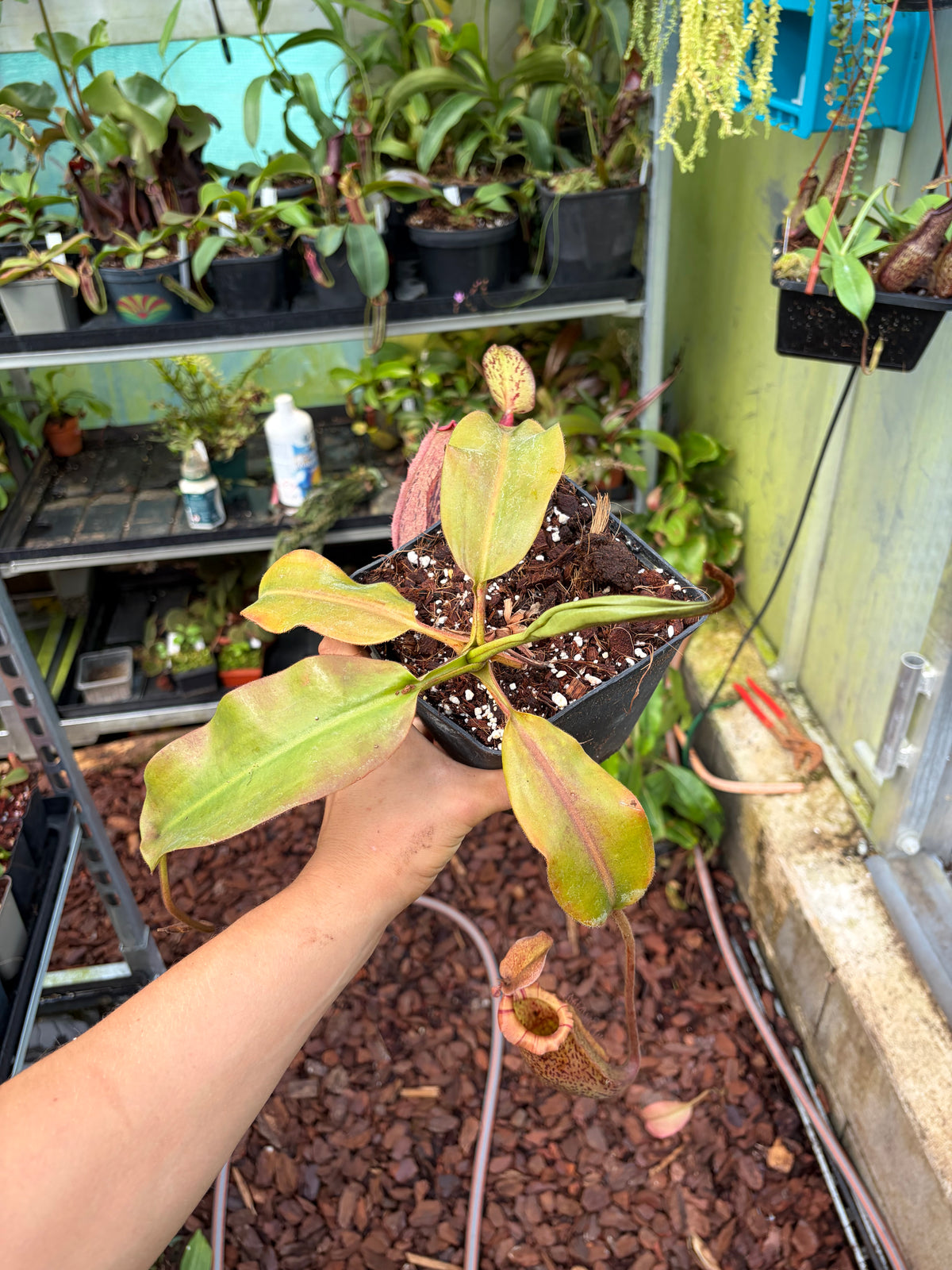 Nepenthes [(lowii x veitchii) x boschiana] x veitchii ‚candy‘ 30cm