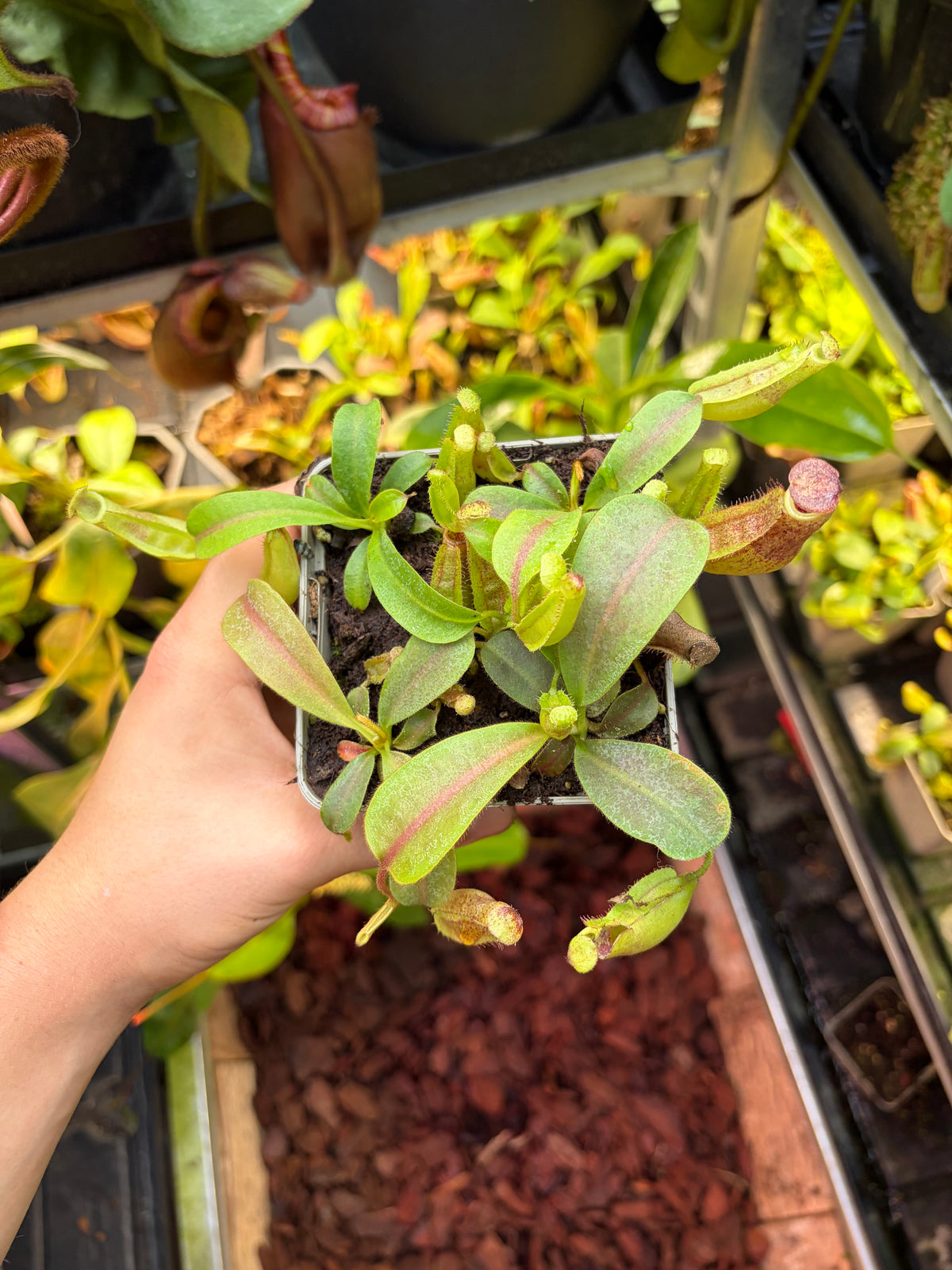 Nepenthes veitchii x minima 7-10cm