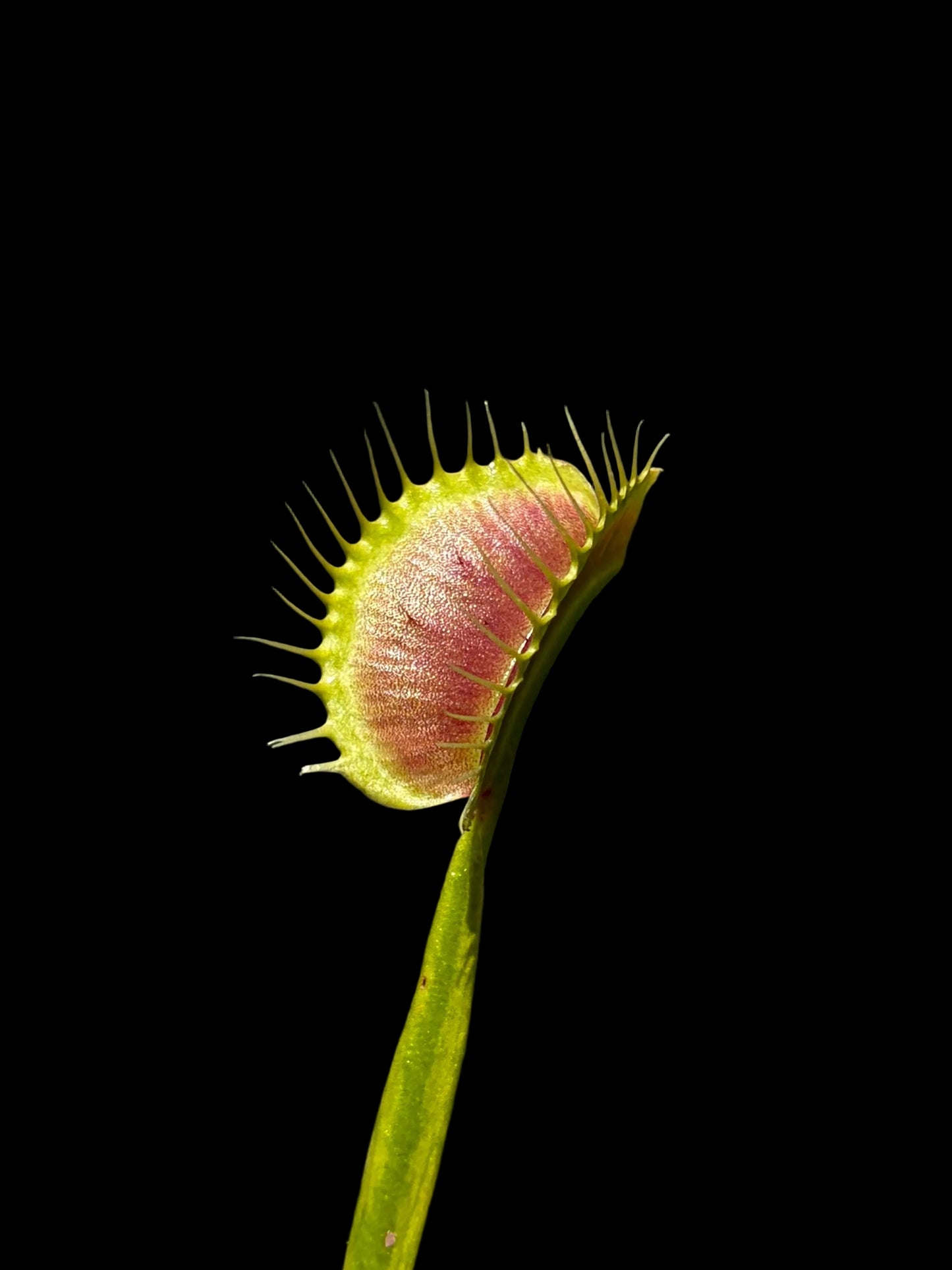 Dionaea muscipula 'Spider'