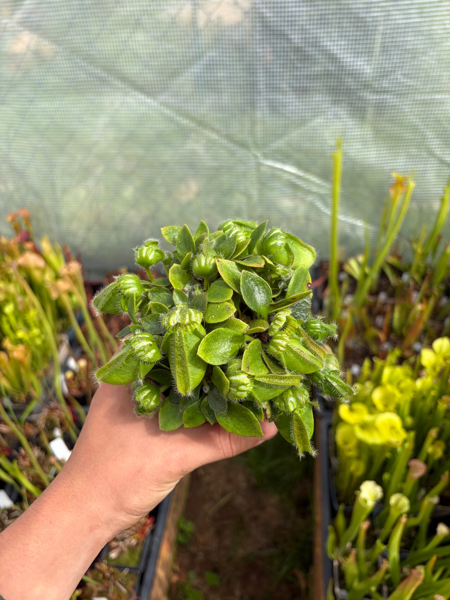 Cephalotus follicularis