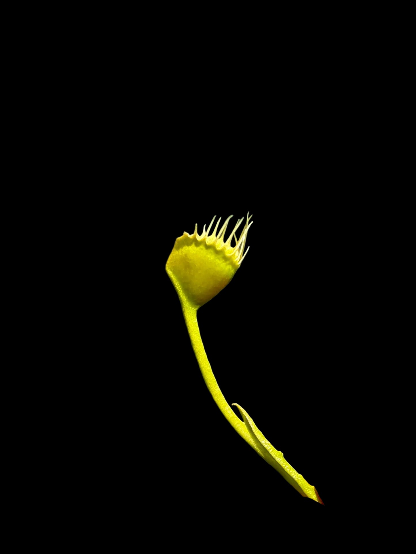 Dionaea muscipula 'Trichterfalle'