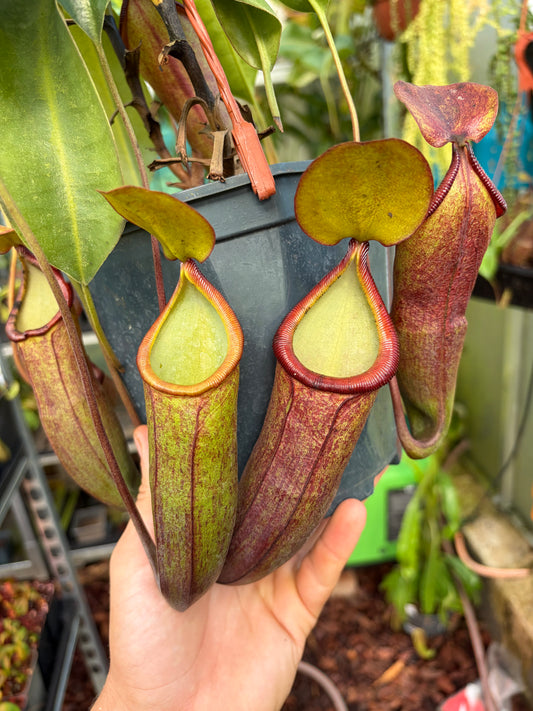 Nepenthes tobaica x trusmadiensis 50cm+