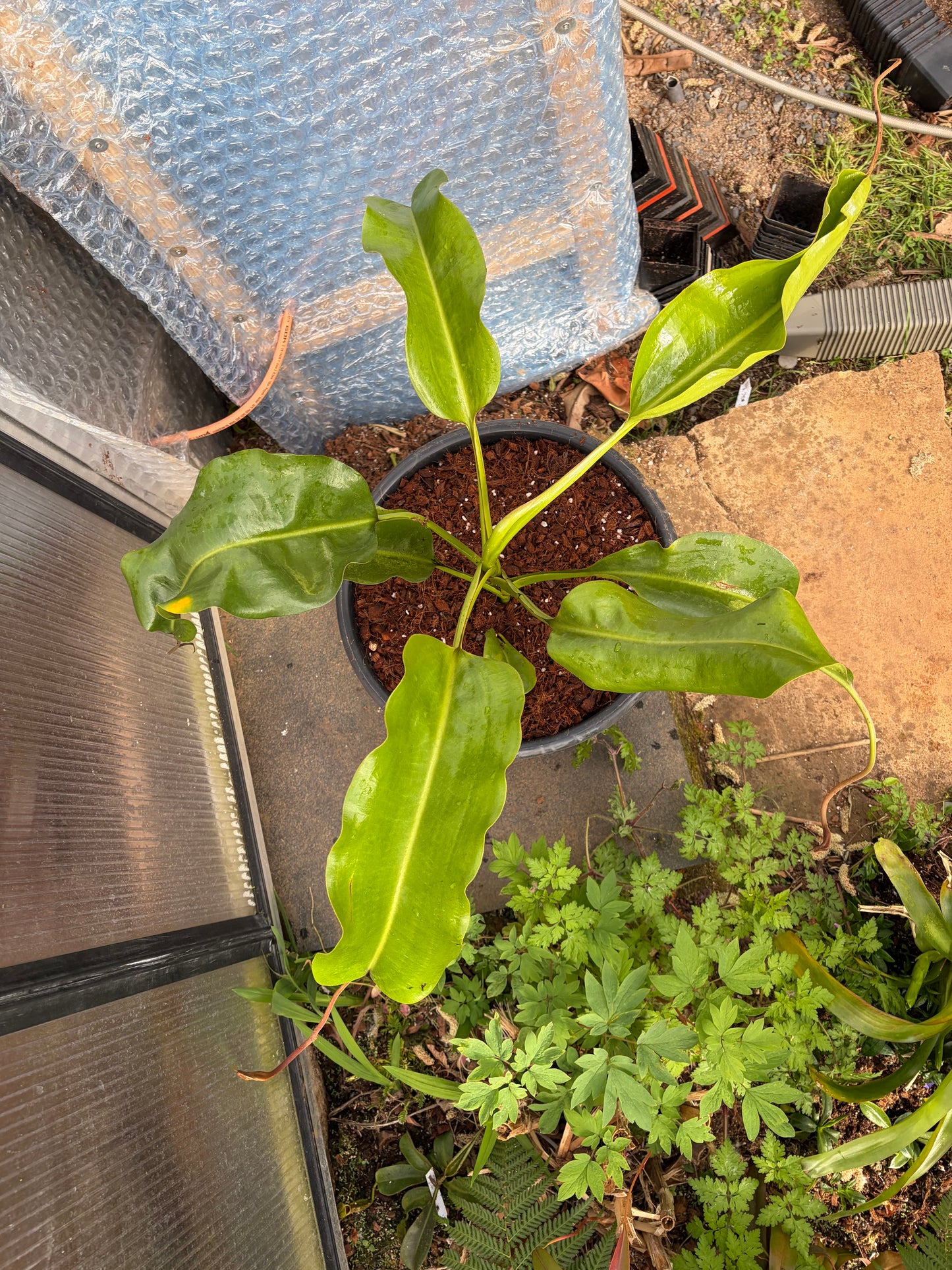 Nepenthes lowii x truncata ‚squat EP female‘