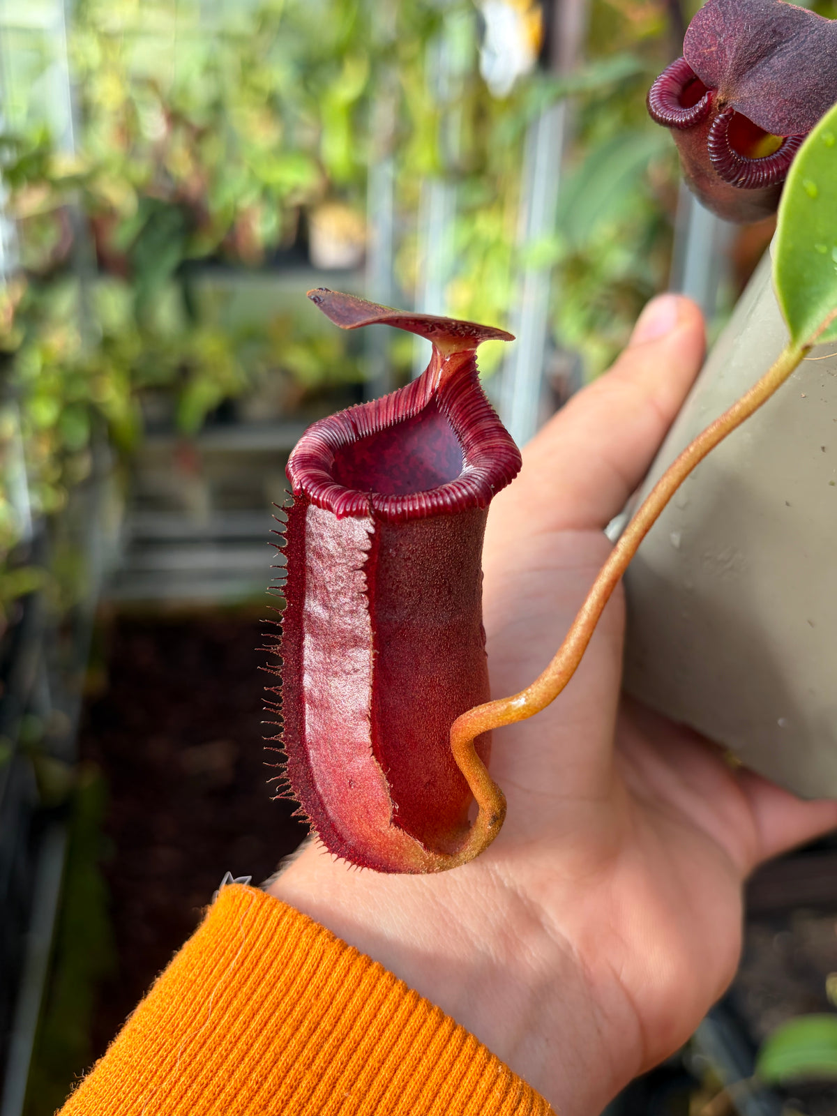 Nepenthes sibuyanensis x lowii (BE-4504) 15cm