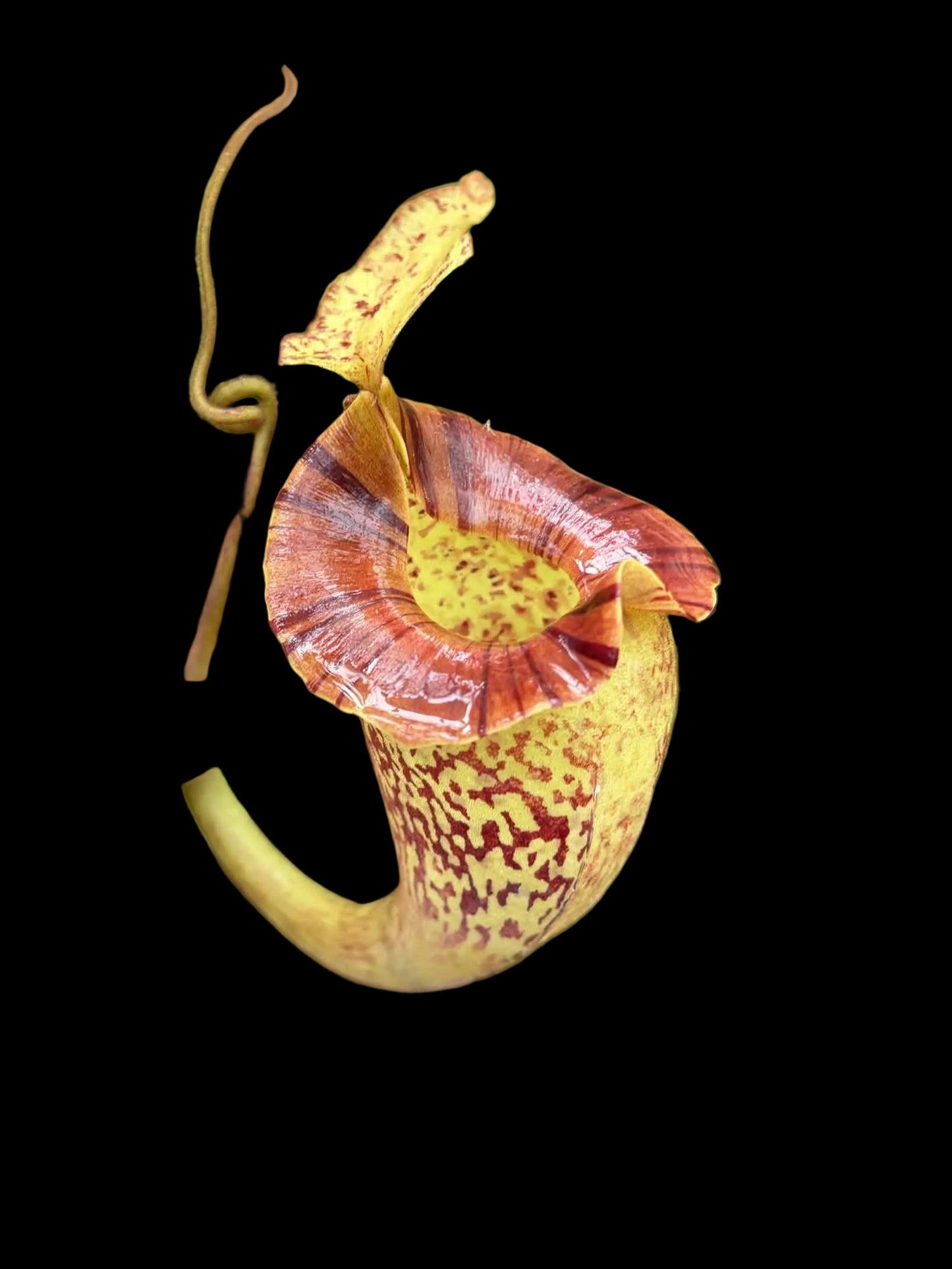 Nepenthes platychila 7cm