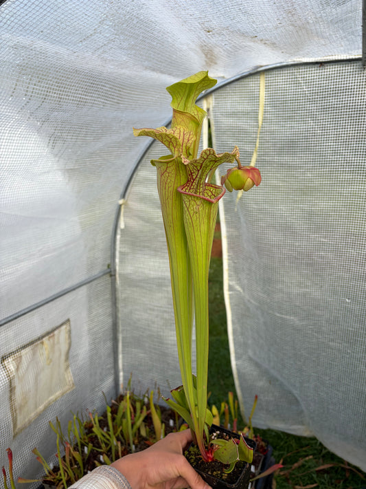 Sarracenia leucophylla MS L20C x (leucophylla x oreophylla) Mirek
