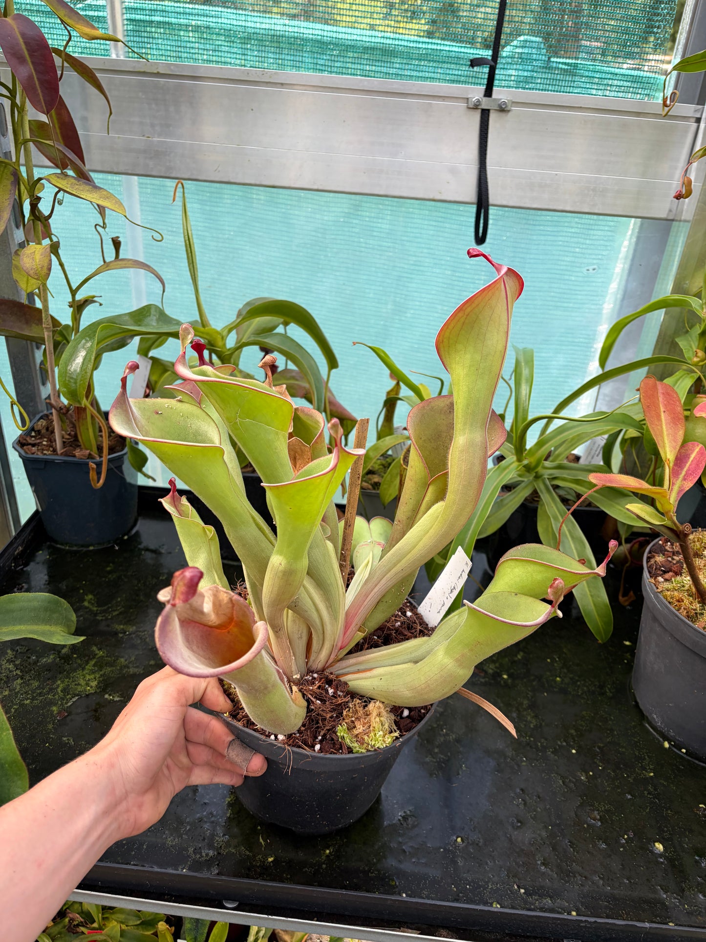 Heliamphora huberi (Anga) x parva #10