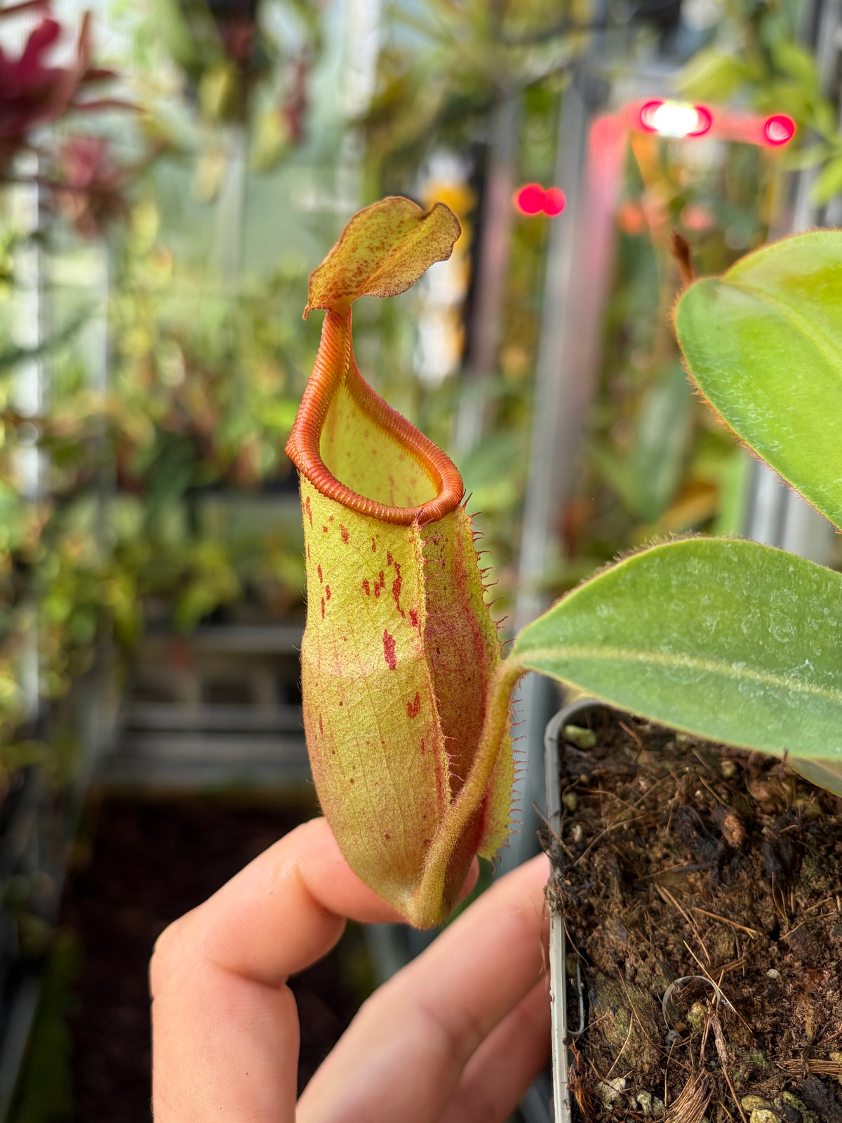 Nepenthes veitchii x mira (BE-3696) 15cm
