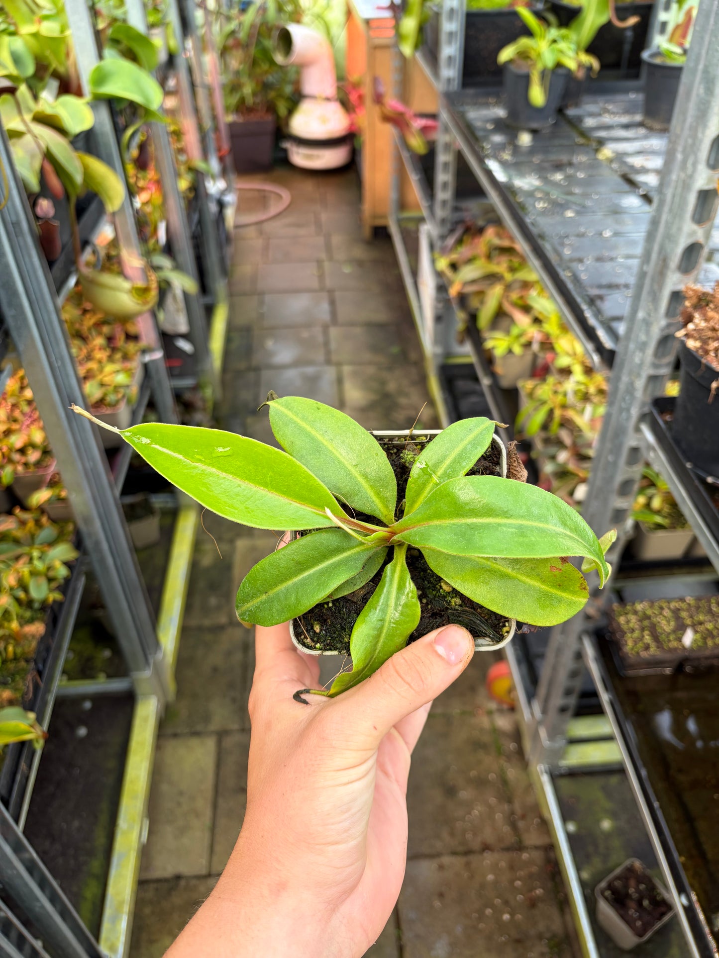Nepenthes boschiana 'dark x dark' 15cm