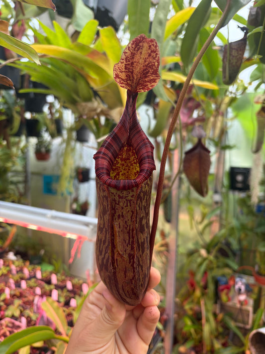 Nepenthes ventricosa x mollis 7cm