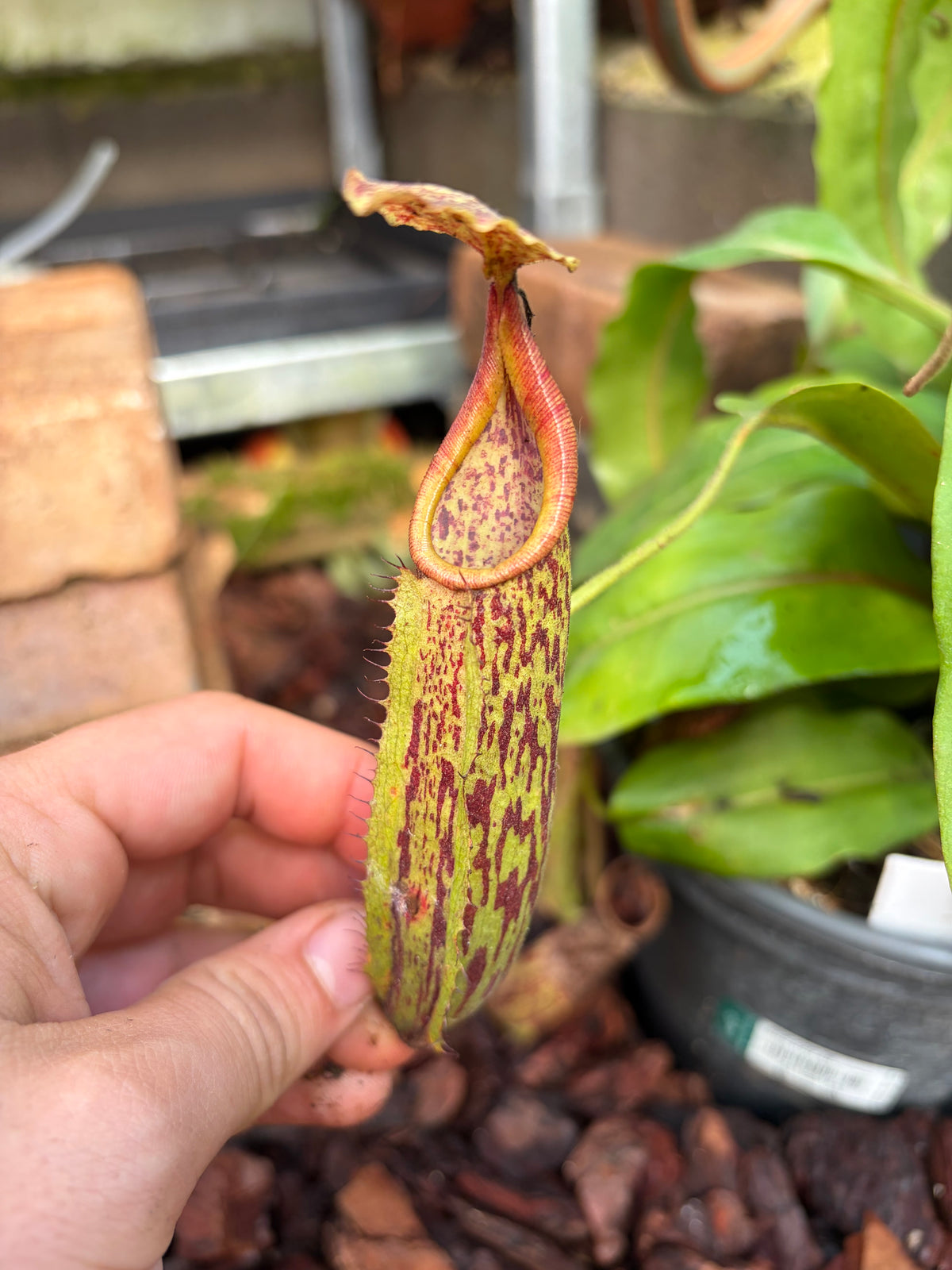 Nepenthes minima 25cm