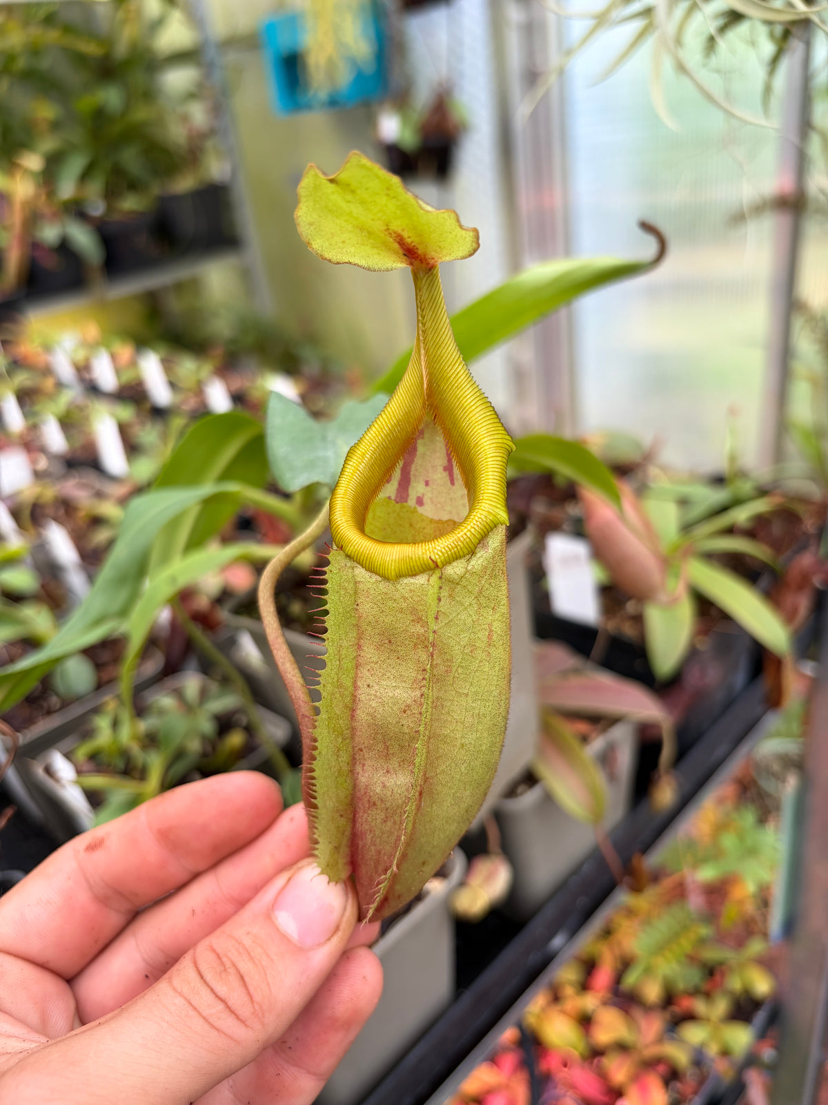 Nepenthes veitchii x mira (BE-3892) 15cm+