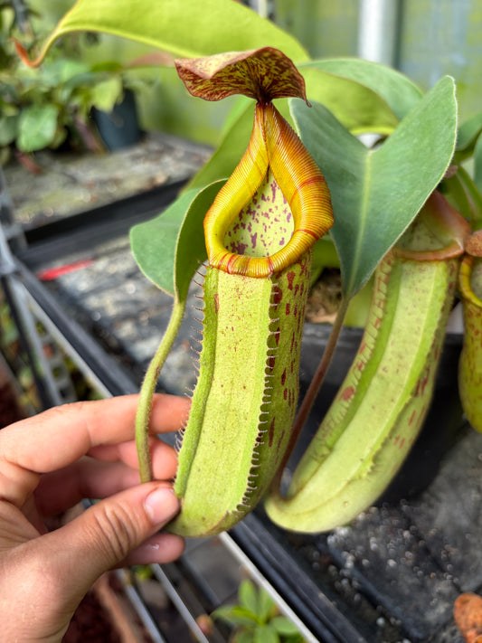 Nepenthes veitchii ‚candy‘ x boschiana ‚female’ 50cm+