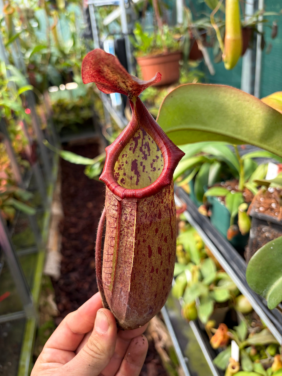 Nepenthes peltata x truncata ‚red flush‘ 40cm
