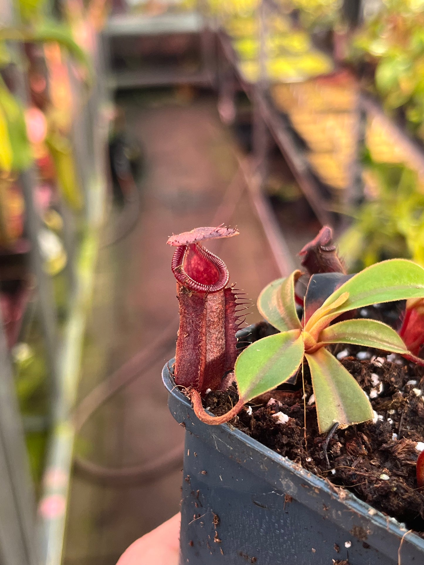 Nepenthes lowii x muluensis 7cm