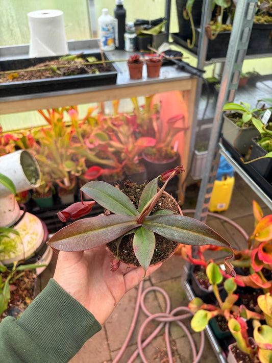 Nepenthes ampullaria x sibuyanensis (x dark secret) BE-4656