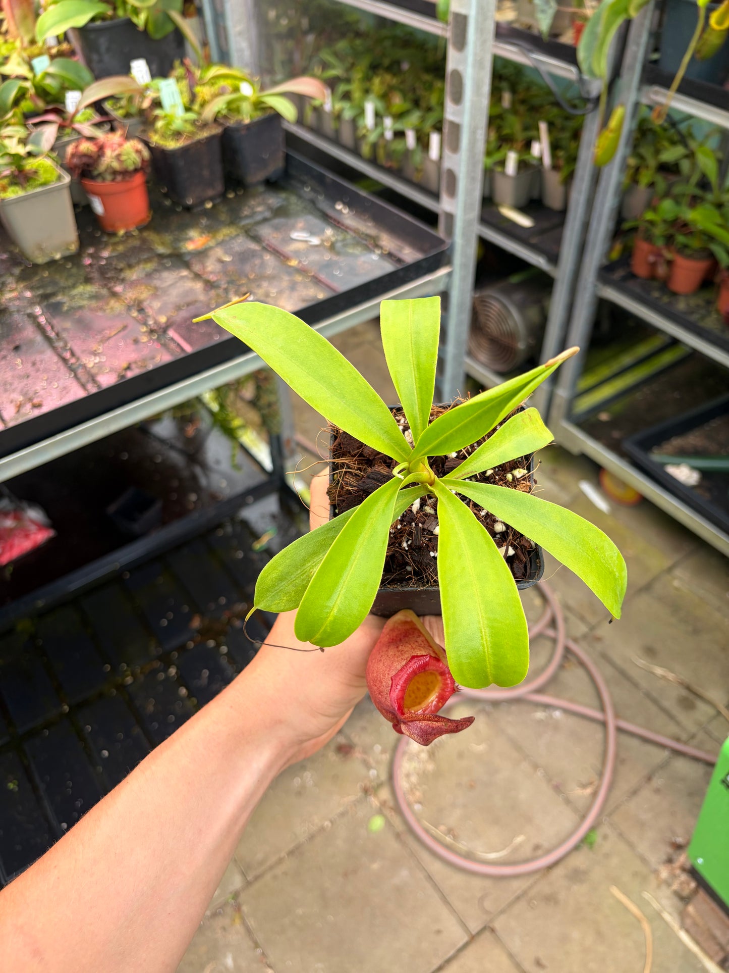 Nepenthes flava 15-20cm
