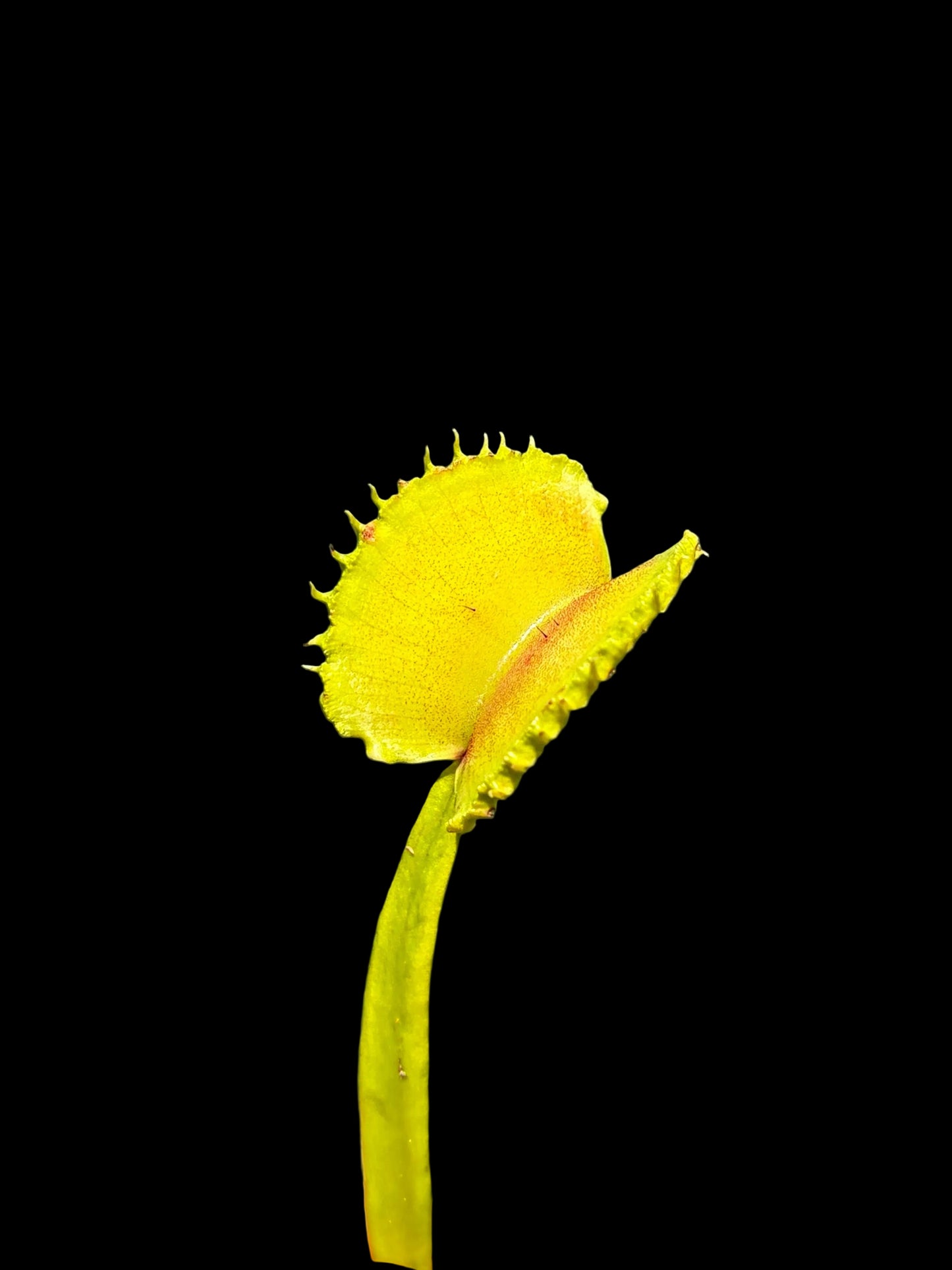 Dionaea muscipula 'Werewolf'
