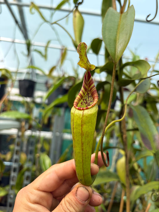Nepenthes minima x mollis