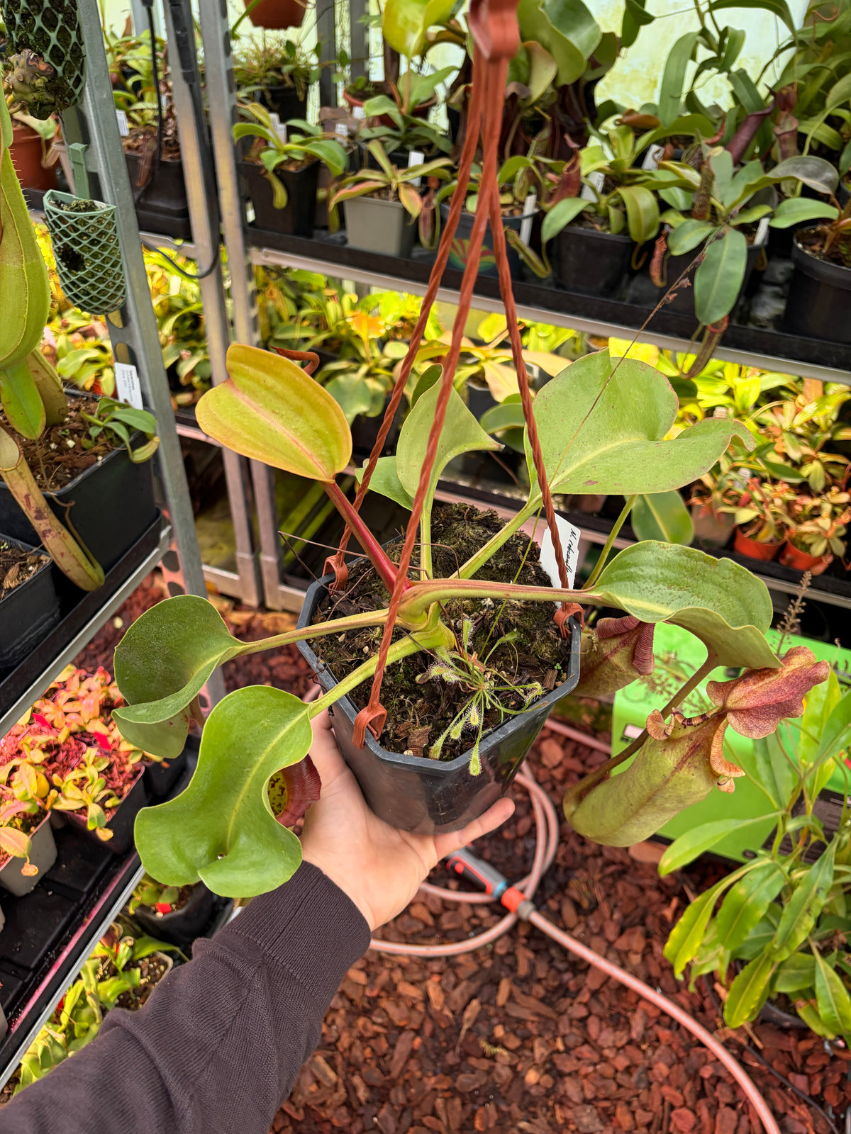 Nepenthes robcantleyi x truncata ‚Highland red‘ 40cm