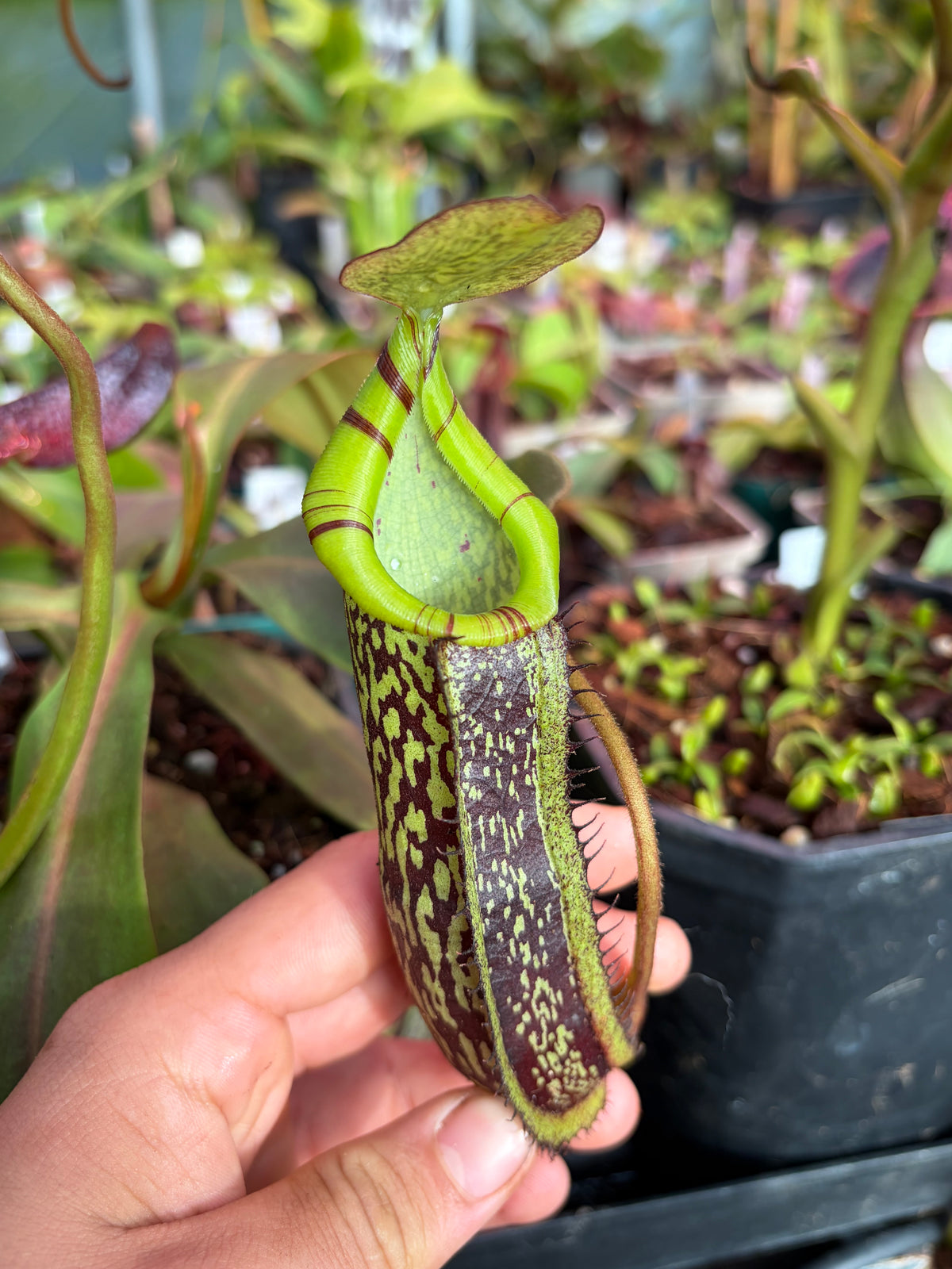 Nepenthes spectabilis x platychila 25cm