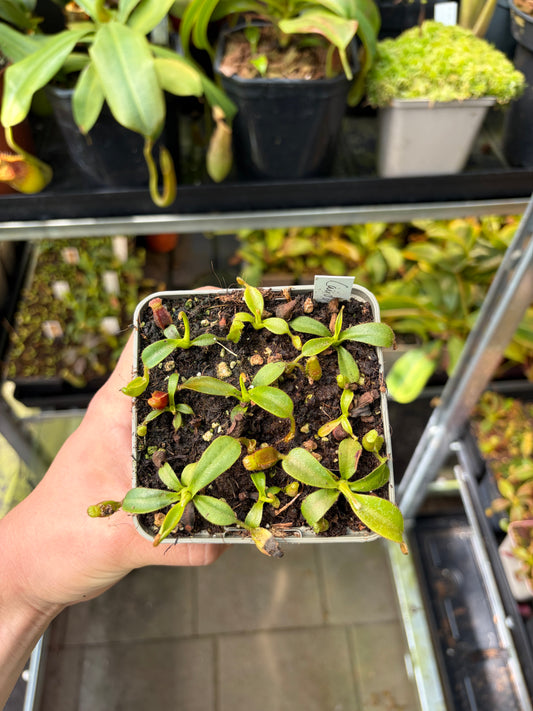 Nepenthes veitchii ‚candy‘ x trusmadiensis 5cm