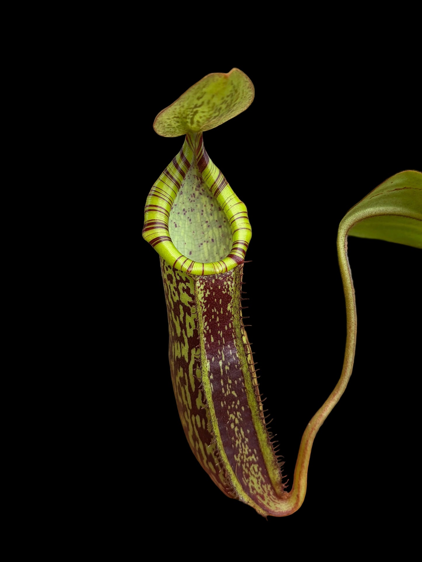 Nepenthes spectabilis x platychila 15-20cm