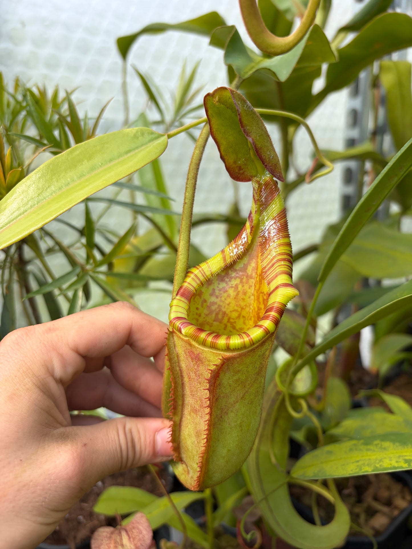 Nepenthes veitchii x (lowii x ephippiata)