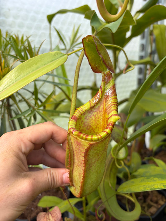 Nepenthes veitchii x (lowii x ephippiata)