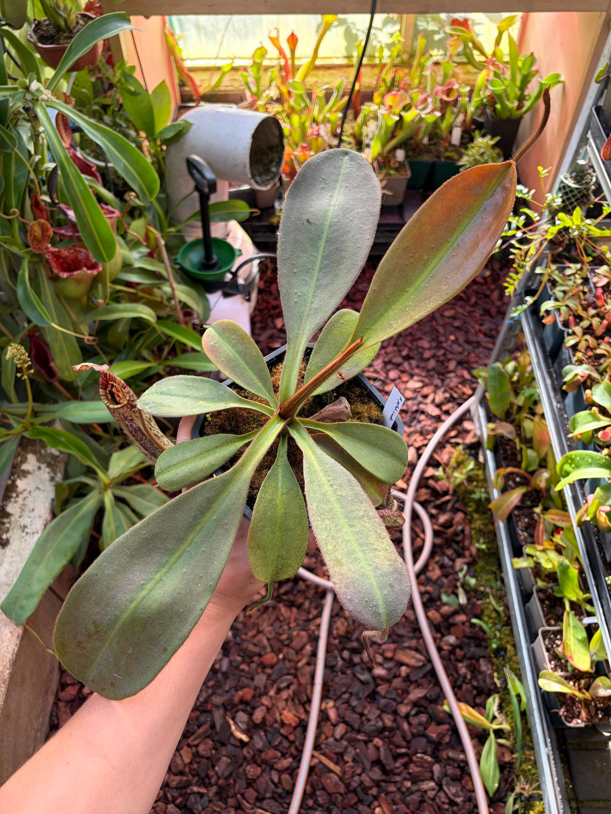 Nepenthes peltata x mollis 40cm