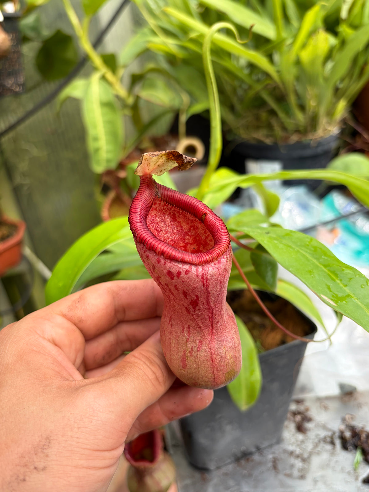 Nepenthes ventricosa