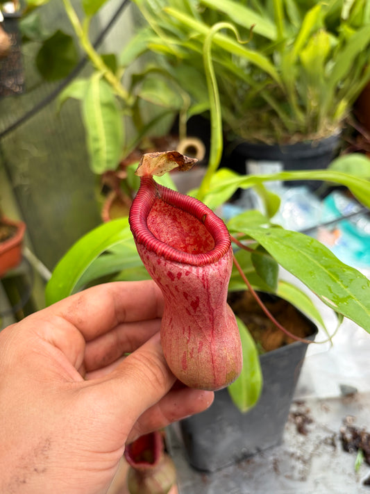 Nepenthes ventricosa