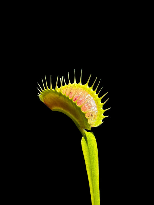 Dionaea muscipula 'Tiger Fangs'