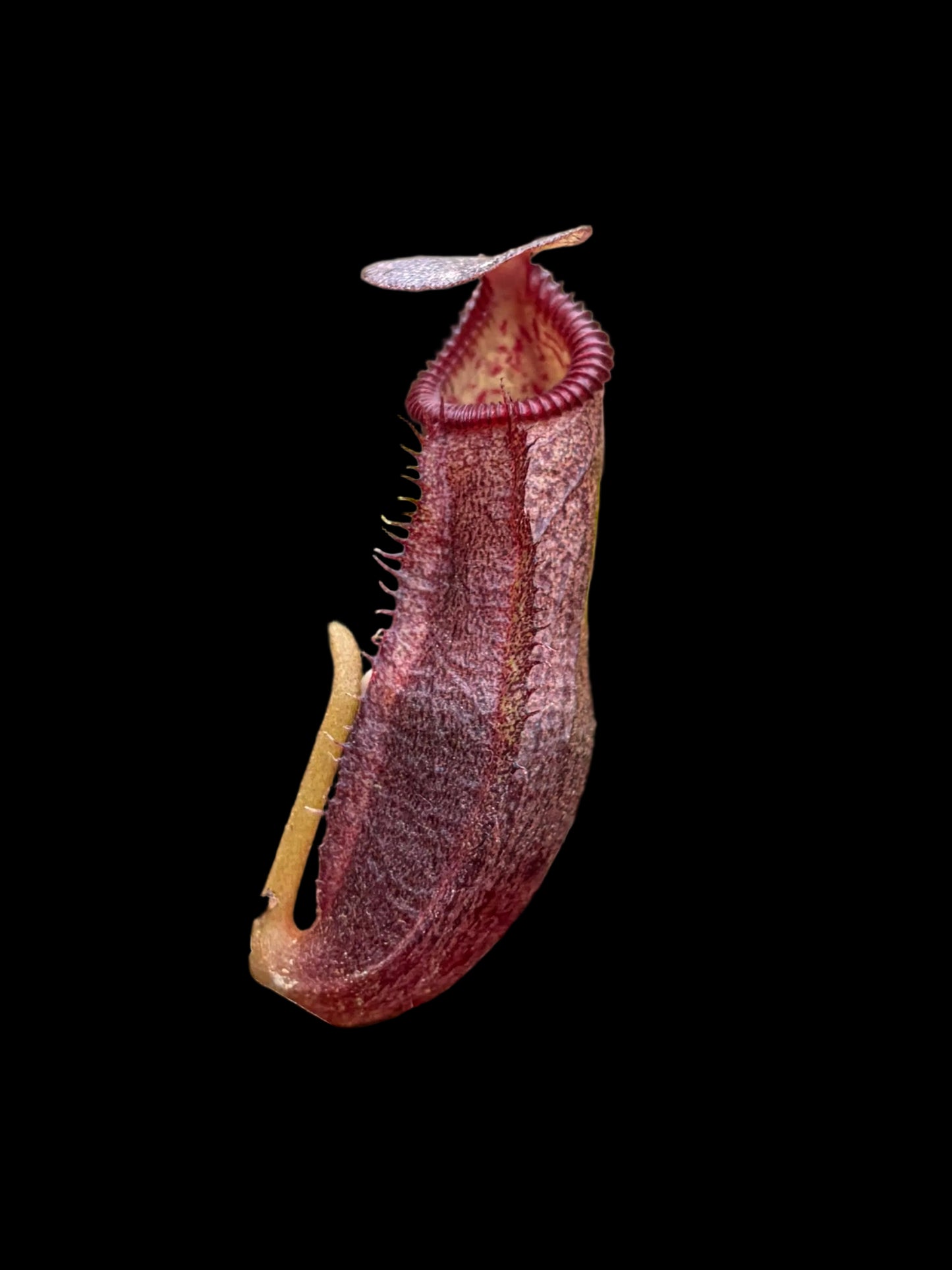 Nepenthes izumiae x edwardsiana 'SG'